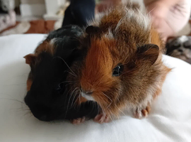 Guinea pigs