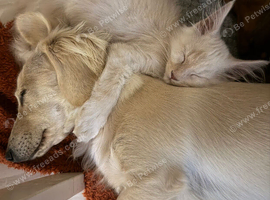 Maine Coon 3/4 Cross Kittens