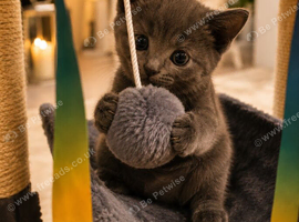 8 Weeks British Shorthair &pound;450 Urgent Rehome