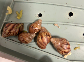 Giant African land snails &pound;10 for 2