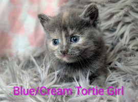 Pretty kittens > British Blue x Calico half Bengal from &pound;100..