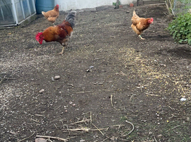 Free English cockerel