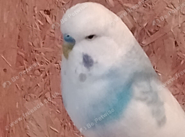 Budgies