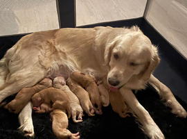 Golden doodle puppies