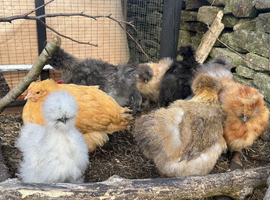 USA silkies