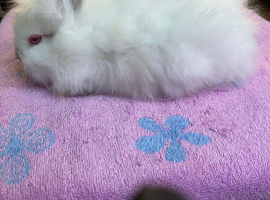 Lionhead  Bunnies