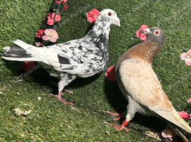 Colour racing pigeons