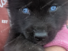 Outstanding Siberian husky pups