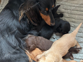 Miniature long haired pups