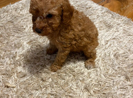 Toy poodle