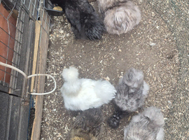 flock of Silkie growers