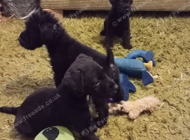 Black Patterjack pups