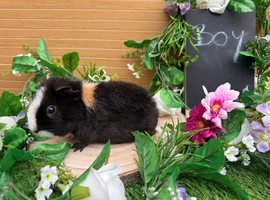 Baby teddy guineapigs AVAILABLE