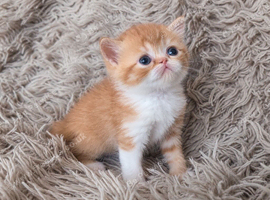 Beautiful Persian kittens
