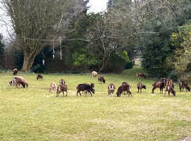 Soay sheep for hire conservation grazers