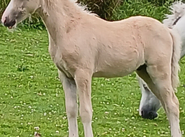 Smart Registered Section A Palomino Colt