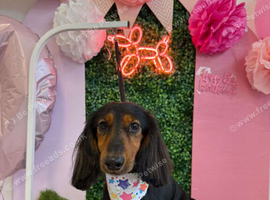 Minature dachshund