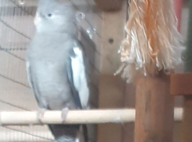 Various Colours Cockatiels