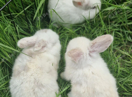 Mini lop boys