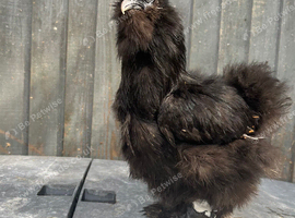 Polish Pullet Orpingtons/ silkies