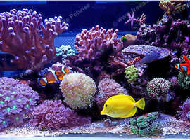 Wanted fish tank aquarium setups