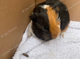 Young guinea pigs