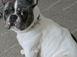 2 year old French bull