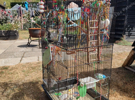 Bird Cage.
