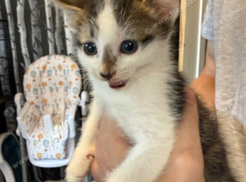 Kittens