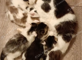 1 cute boys and 2 cute girls