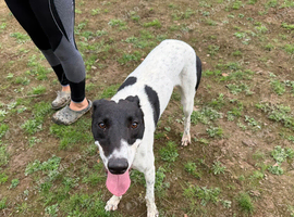 Lurcher for sale