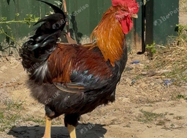 Welsummer cocks