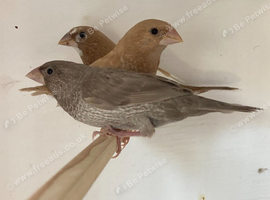 Bengalese Finches For Sale in Melton Mowbray
