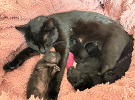 Black Kittens