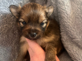 Pomeranian Puppies