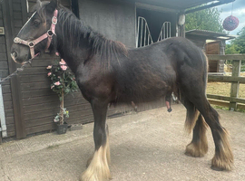 TGCA cob gelding