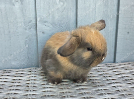 Beautiful baby mini lop