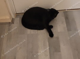 Loving Black male kitten