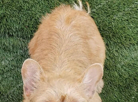 Frenchie girl 18 month old.