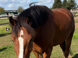 14hh sec c