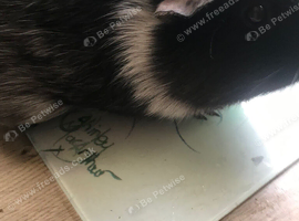 Adult female guinea pig