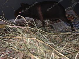 Female skinny pig black with pink stripe 8 weeks