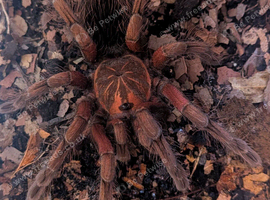 Purple Bloom Tarantula with Temporary Enclosure