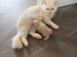Persian kittens