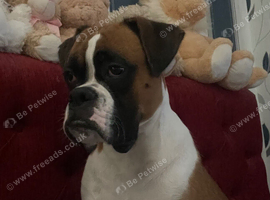 Boxer puppy