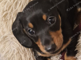 Dachshund puppy