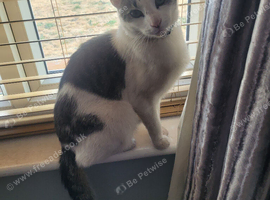 Male tabby 1 year old rodney