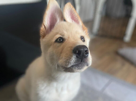 13 weeks old German shepherd northern Inuit male pup