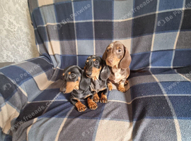 Miniature smoth hair dachshund