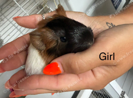 Guinea Pigs